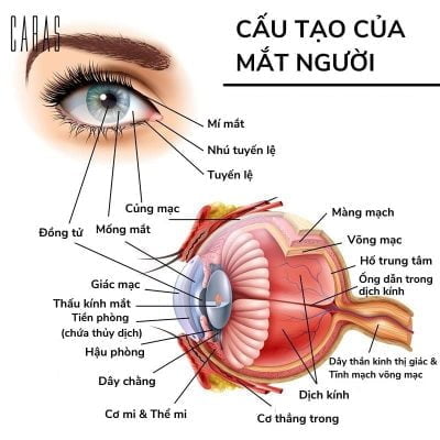 cấu tạo mắt, cấu trúc mắt