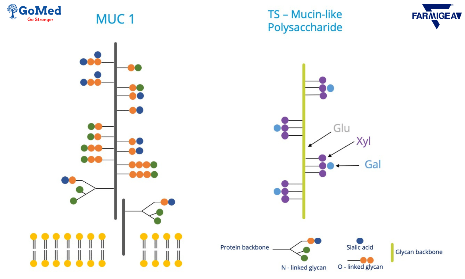 Cấu trúc TS-Polysaccharide giống MUC-1 trong lớp nhầy
